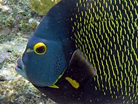 Een French Angelfish, ze zijn best heel nieuwsgierig.