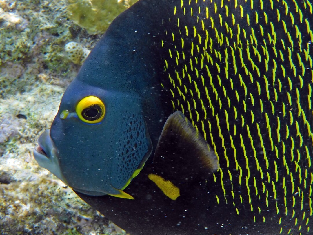 Een French Angelfish, ze zijn best heel nieuwsgierig.