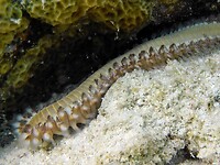 Mooie vuurworm.
