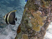 Een nog jonge French Angelfish.