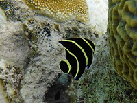 Een baby French Angel Fish.
