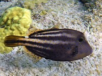 Deze Orange Spotted Filefish is mooi met zijn blauwe aftekeningen.