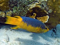 Een nog jonge Spanish Hogfish.