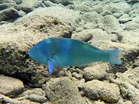 Puddingwife op de vlucht.