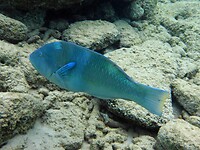 Een soort Puddingwife (denk ik).