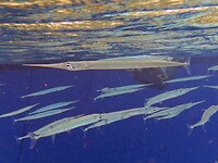 Zoals gezegd, Needle fish vaak zwemmen ze in scholen.