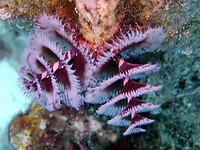 En meer Kerstboomwormpjes..