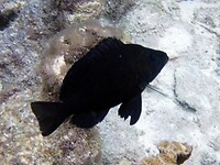 Ook een soort damselfish.