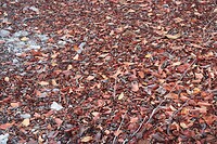 Net een herfstbos met al dat blad op de grond.