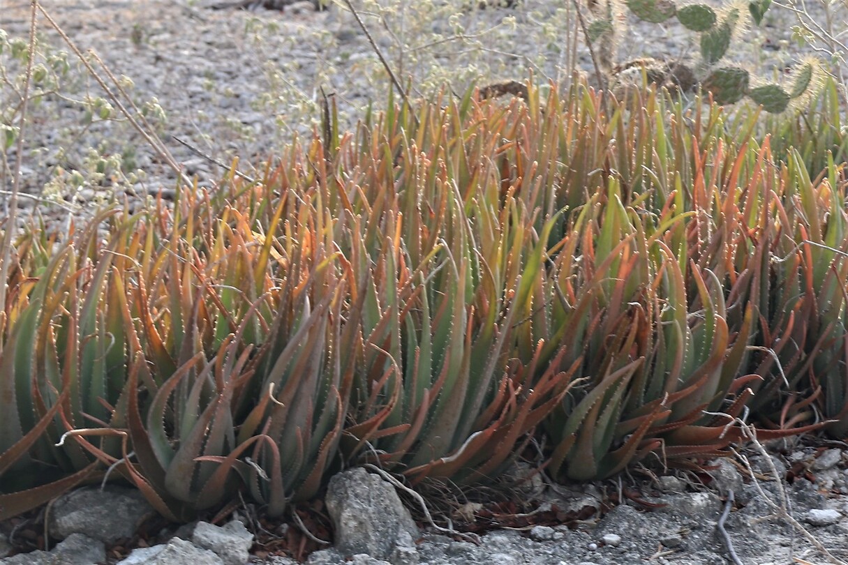 Aloë Vera.
