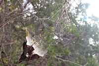 Spinneweb.