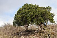 Groen in een dorre omgeving.