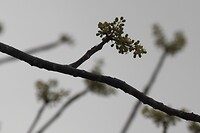 Knopjes aan de boom.