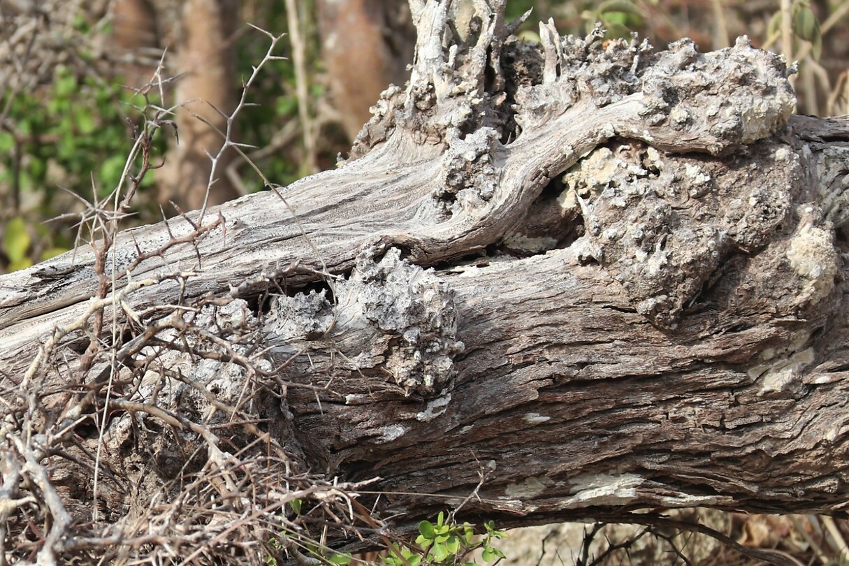 Knoesten.