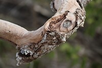 Hout.