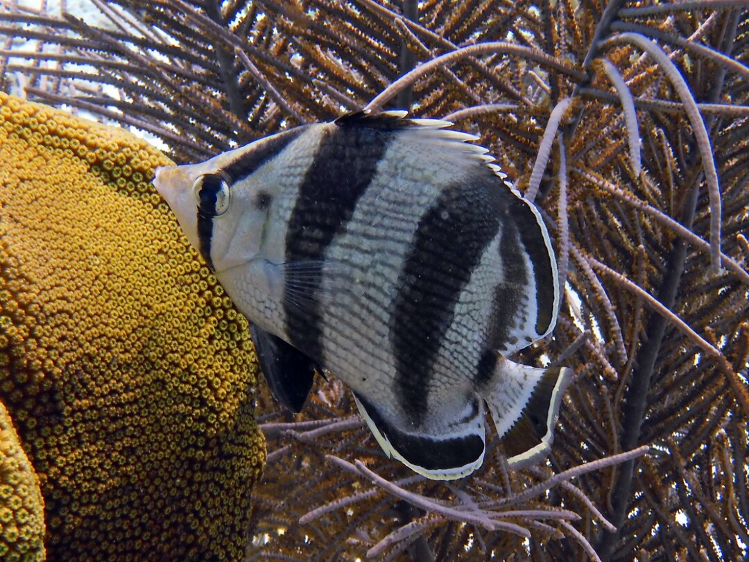 P1030953a
