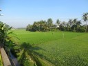 Bali - rijstvelden vanaf Ombak Bagus