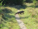Komodo varaan