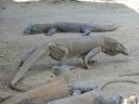 Komodo varanen