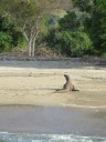 Komodo varaan op het strand