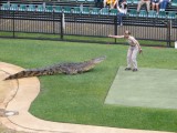 Australian Zoo - De krokodil