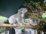 Australian Zoo - koala's