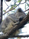 One Mile Beach - een koala