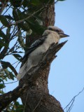 One Mile Beach - en de kookaburra