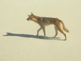 Fraser Island - dingo