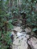 Fraser Island - het regenwoud