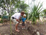 Billabong Sanctuary - kangoeroes aaien