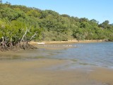 mooi strand met mangrove