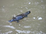 Eungella National - eindelijk de Platypus gezien!