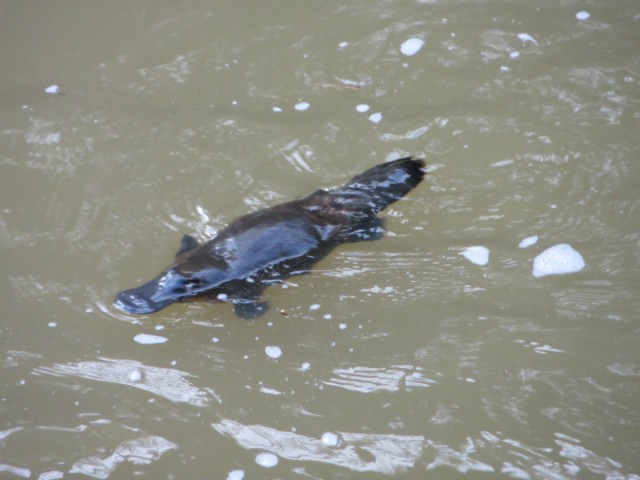 Eungella National - eindelijk de Platypus gezien!