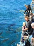 Cairns - Great Barrier Reef