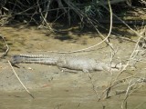 Daintree NP