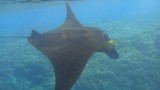 Mantaroggen!