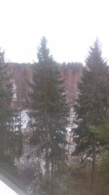 Tuin