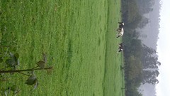 Hollandse koeien. Hoe leuk.