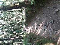 Lekker door het bos