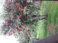 Gewoon een mooie boom