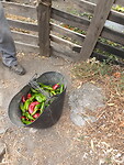 Paprika's