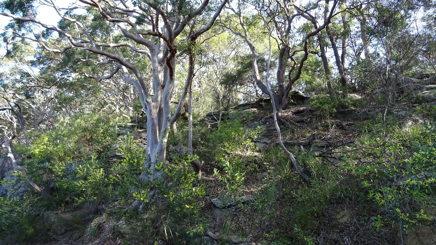 Balls Head Reserve