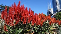 Beautiful flowers in the city