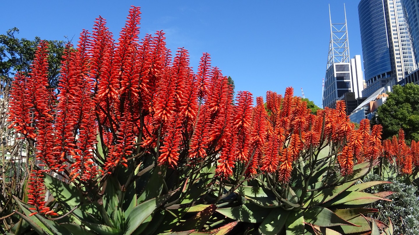 Beautiful flowers in the city
