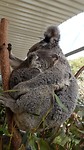 Koalas in Wild Life Sydney