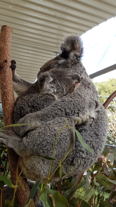 Koalas in Wild Life Sydney