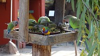 Birds in Wild Life Sydney