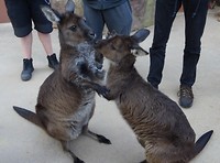 Black kangaroos in Wild Life Sydney