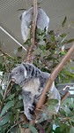 Koalas in Wild Life Sydney
